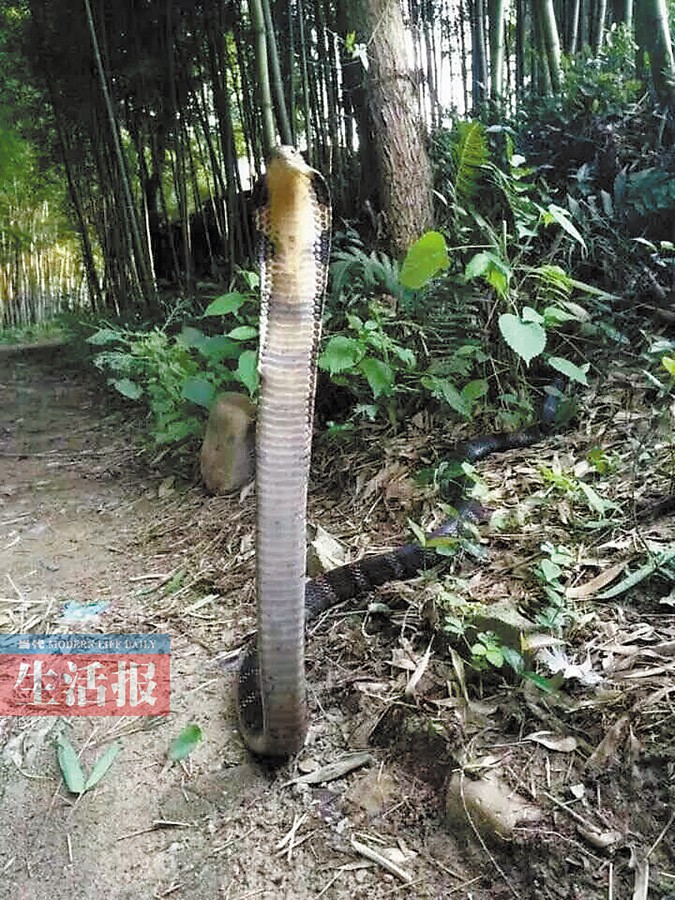 10月10日焦点图南宁狮山公园有毒蛇出没119
