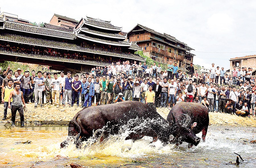 三江侗族自治县的精彩斗牛节吸引了众多游客.龚普康/摄