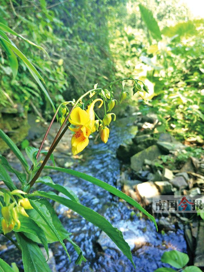 地球现存"最古老的花"龙虾花悄悄开在三门江