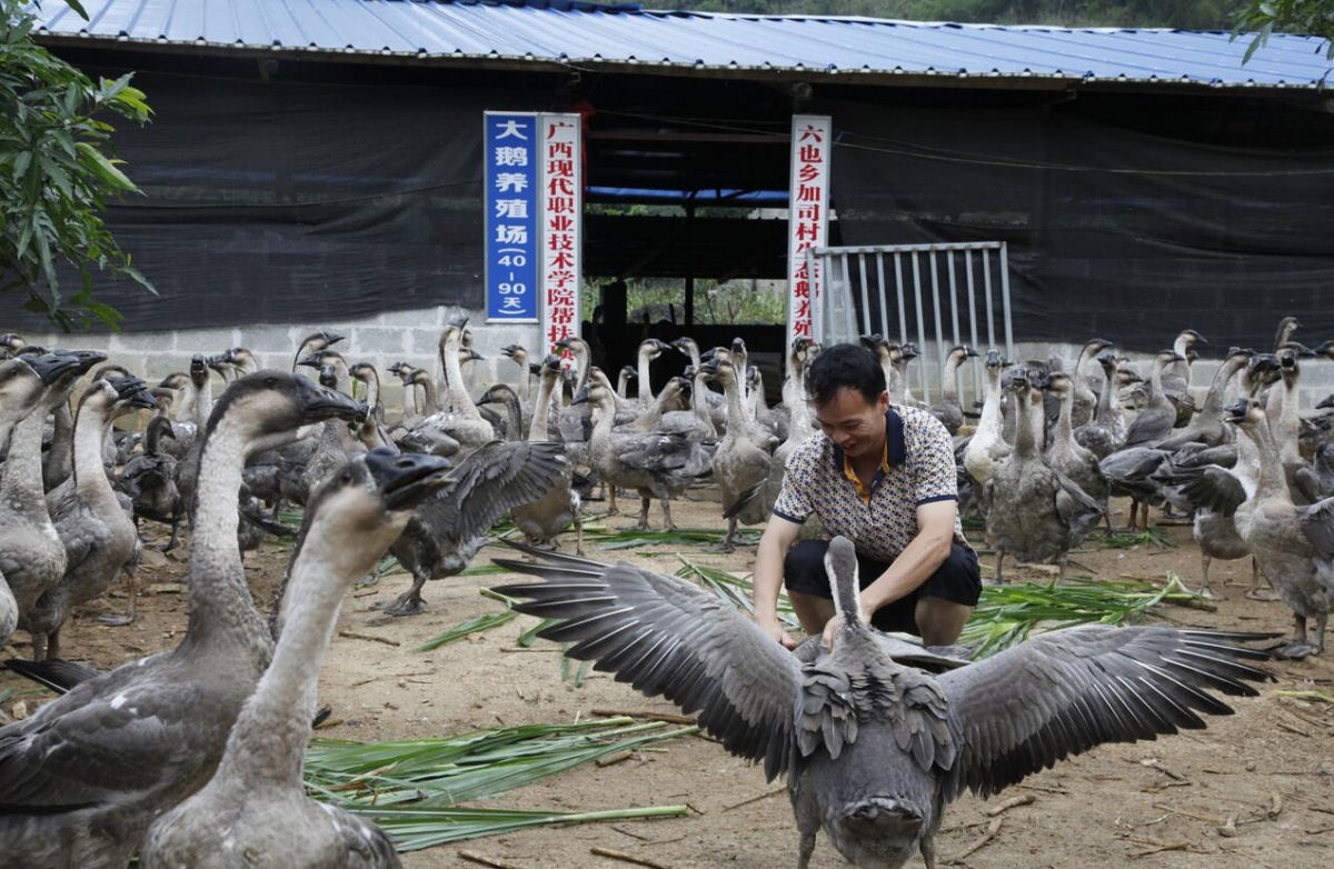 大种鹅苗养殖基地