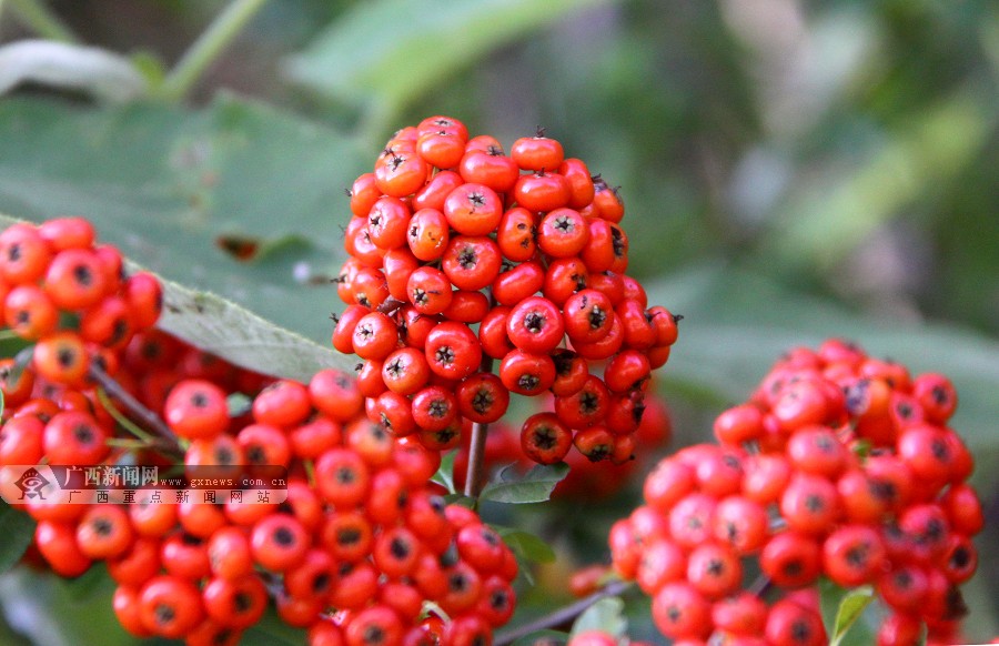 隆林野生火棘果红了组图