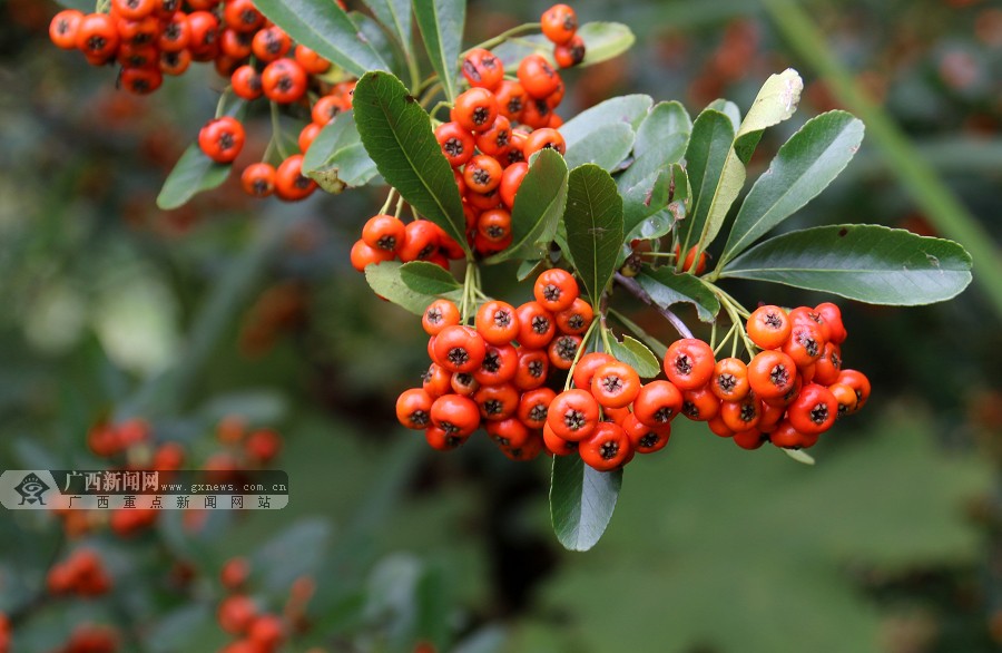 隆林野生火棘果红了组图