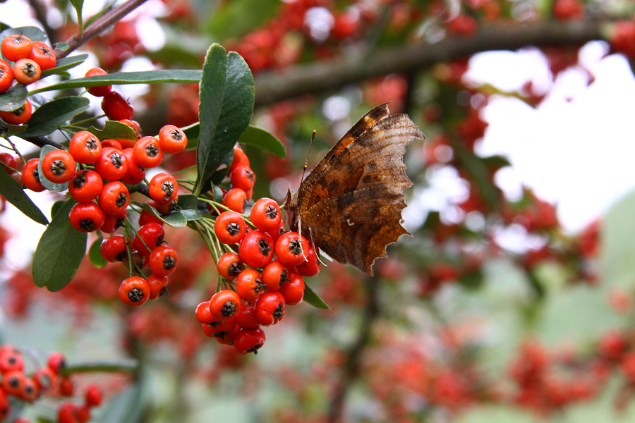 隆林:野生火棘果红了(组图)