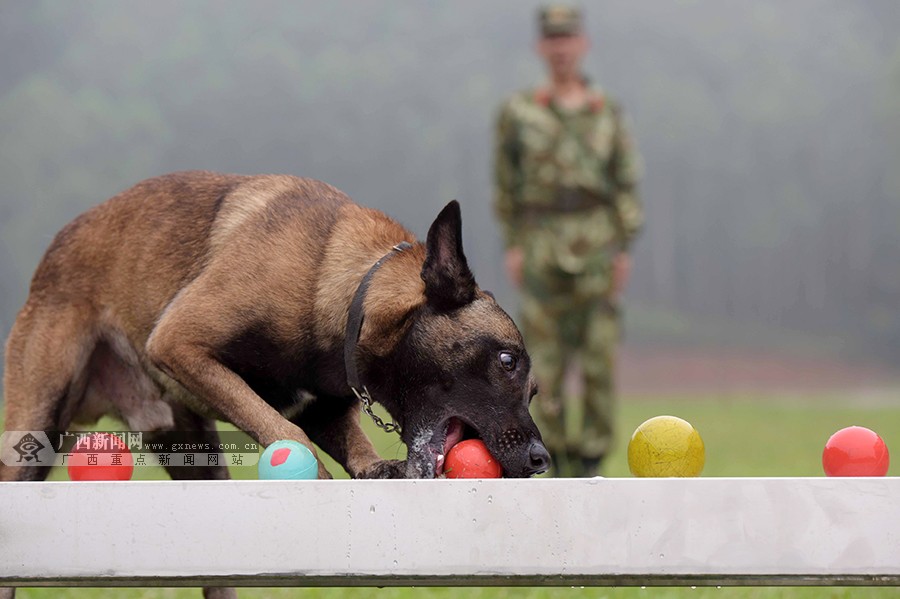 高清揭秘特战队里的神犬奇兵1116