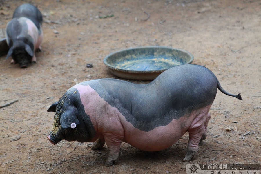 "红豆采风团"走进陆川:逛庄园,品香猪 (10/25)