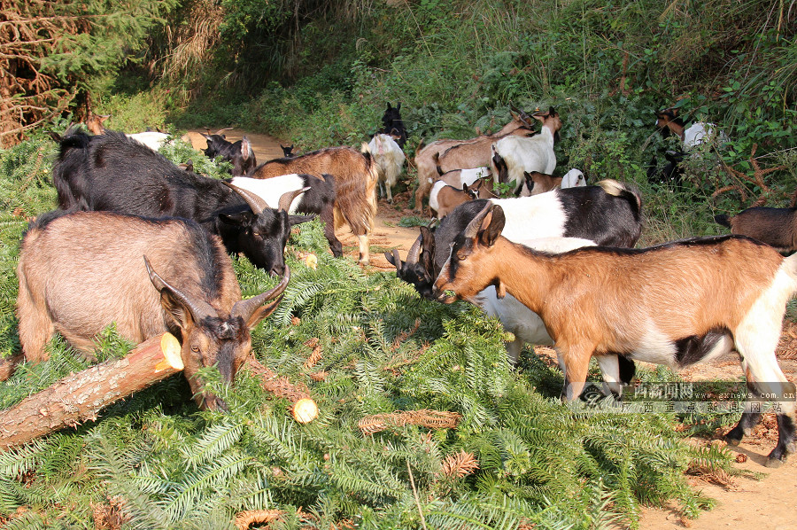 广西隆林大力发展山羊养殖