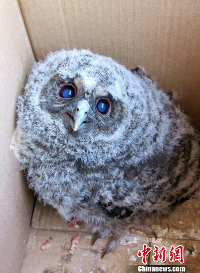 云警方救国家二级保护动物灰林鸮 为其找到"新家"-广西新闻网