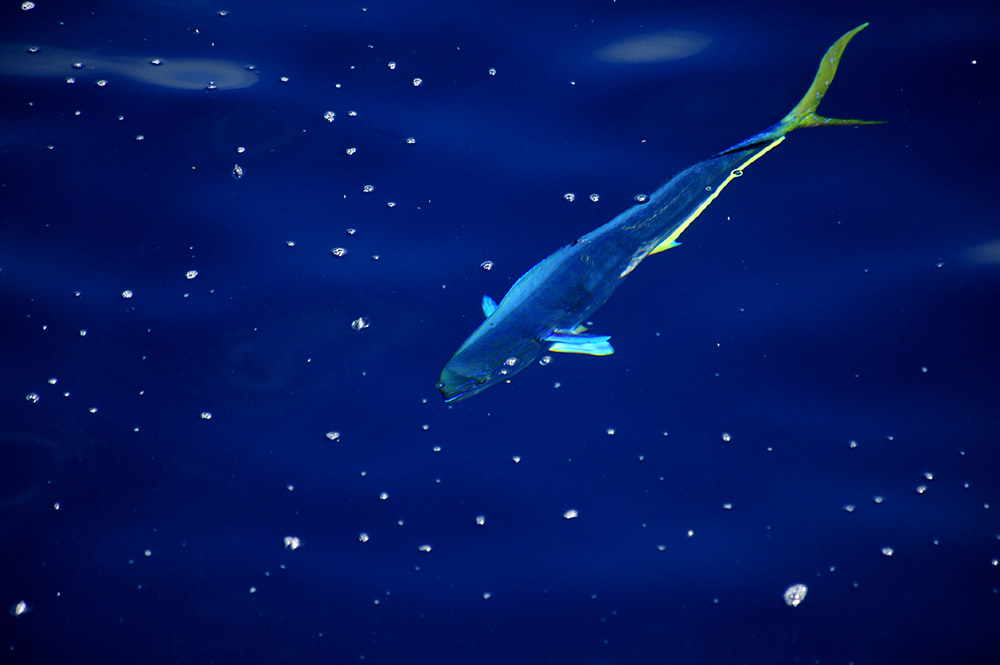 鲯鳅是最美丽的海洋鱼类之一,属硬骨鱼纲,鲈形目,鲯鳅科,系暖水性大洋