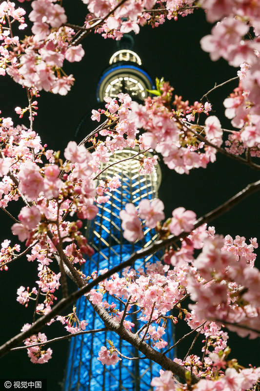 > 正文   当地时间2017年2月22日,日本东京,东京晴空塔下的河津樱花