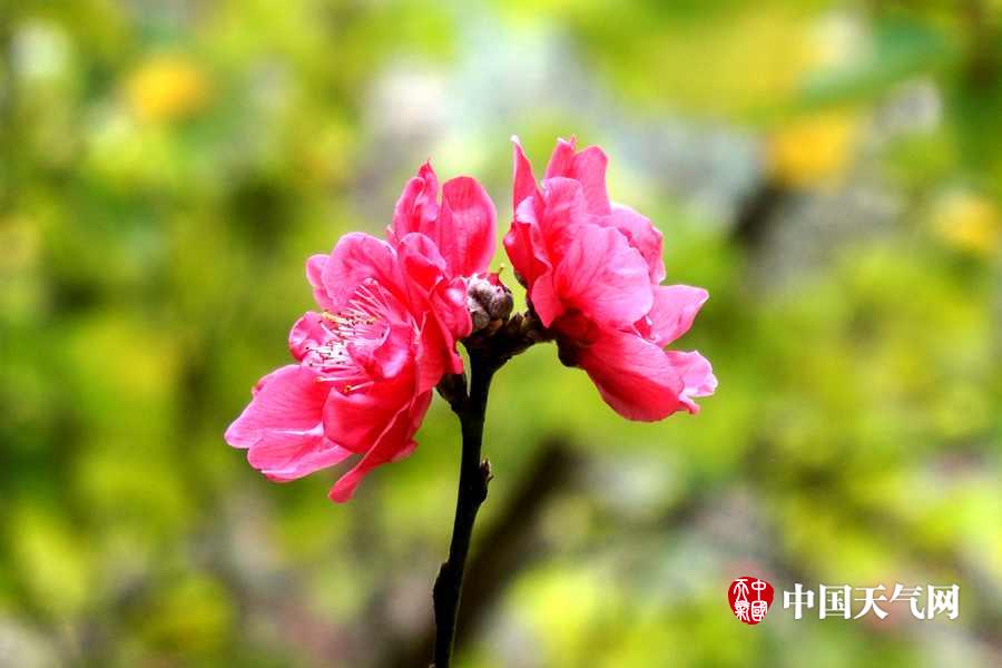 河池:金城江公园桃花盛开