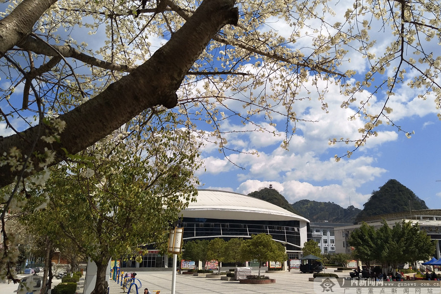 乐业县城体育中心旁的美丽樱花.广西新闻网通讯员李晋摄