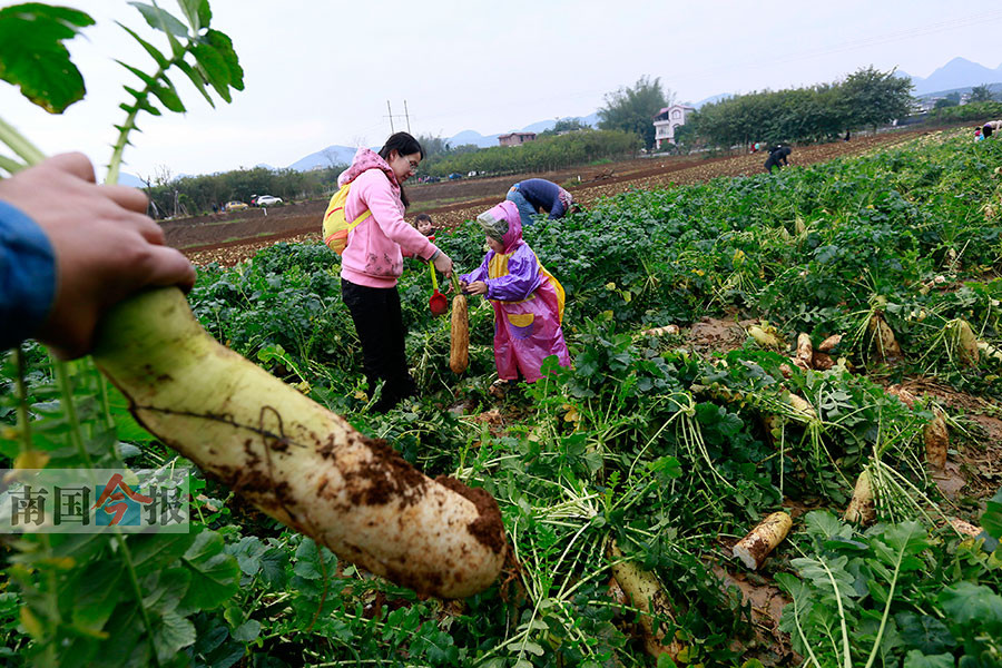 菜农请大伙免费拔萝卜 地里仍有5万斤萝卜待采收