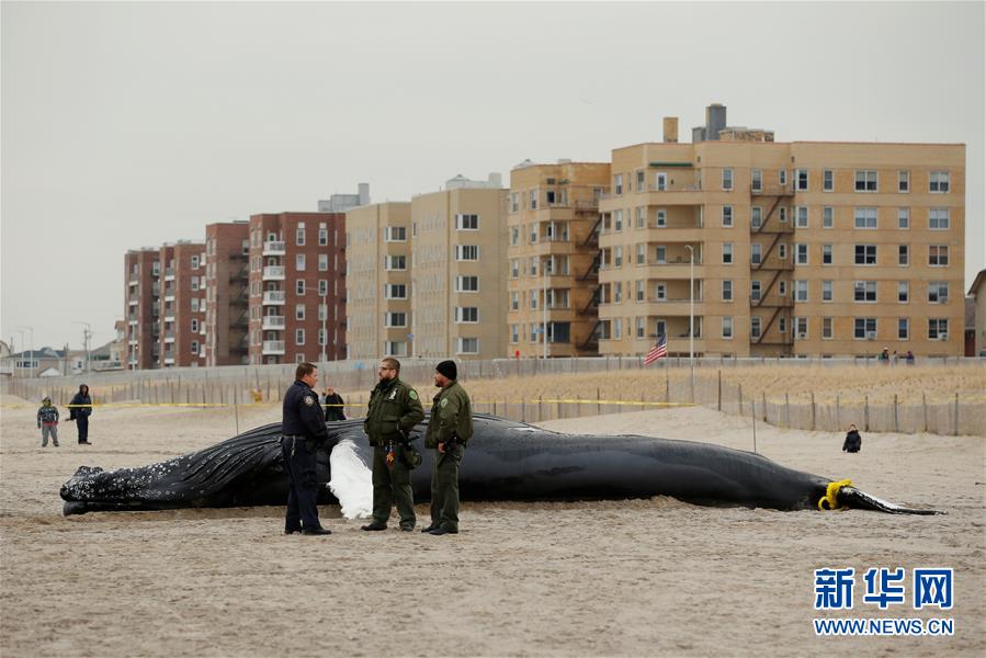 美国纽约:座头鲸搁浅海滩