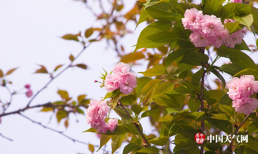 山城四月芳菲尽 步道晚樱始盛开