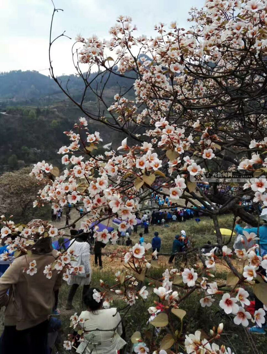 人间最美四月天 2017年天峨县三堡油桐花等你来 (7/21)