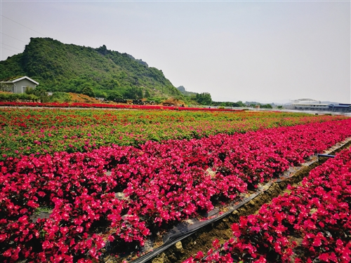 武鸣狠抓景点完善升级 精心打造壮乡特色旅游项目