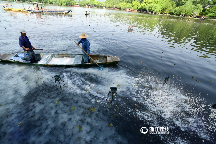 让"荷花宝宝"茁壮成长 杭州西湖23处荷区开始清塘