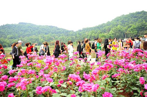 鸿)5月7日,旌阳区新中镇茶店村花田锦地·溪月谷2017年月季文化旅游节