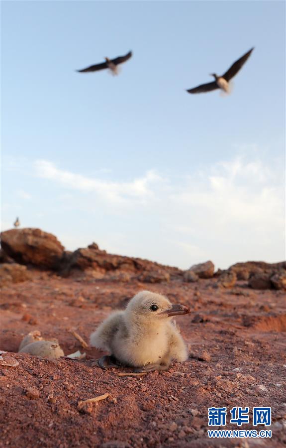 阿联酋:探访黑海鸥的家园 (2)