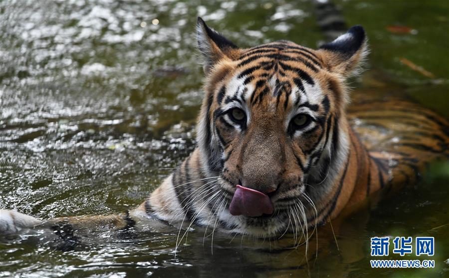 5月16日,在印度加尔各答阿里布动物园,一只老虎泡在水池里降温.