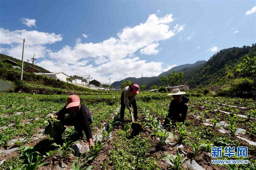 云南省兰坪白族普米族自治县金顶镇下高坪村居住着44户,147名普米族