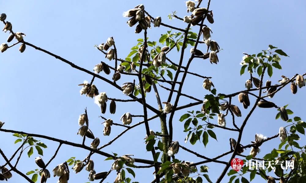 北方飘柳絮惹人烦 南宁飘木棉絮做枕头(图)