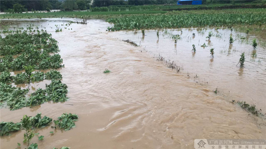 暴雨引起洪涝灾害淹没农田.灌阳宣传部供图