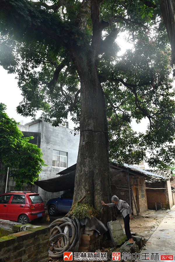 玉林玉州区最大最老的芒果树树很老果很甜图