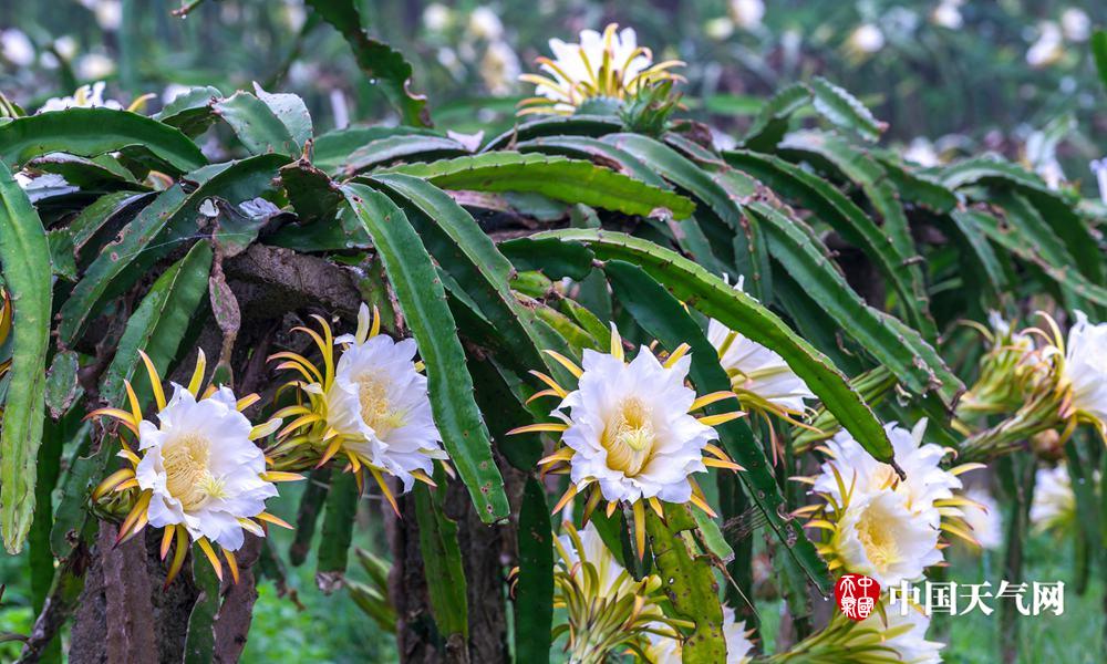 高清组图:盛夏时节钦州万朵火龙果花怒放 (7)