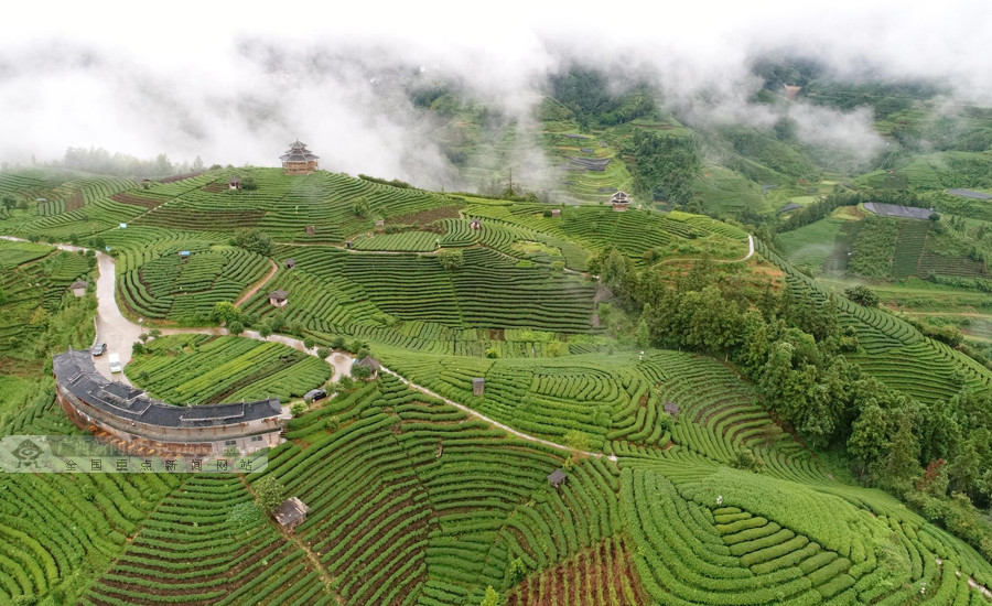 航拍:探秘三江"藏"在云雾下的梦幻茶园