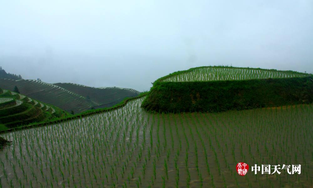 田埂的高度决定了秧田的积水程度(摄影:伍钊)