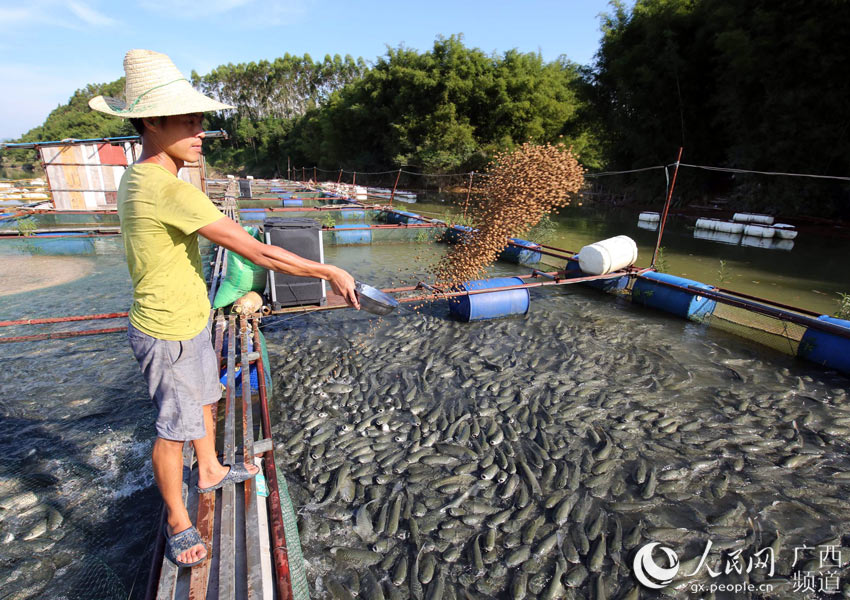日,在广西融水苗族自治县和睦镇古顶村洲上屯,合作社里的莫梦波在喂鱼