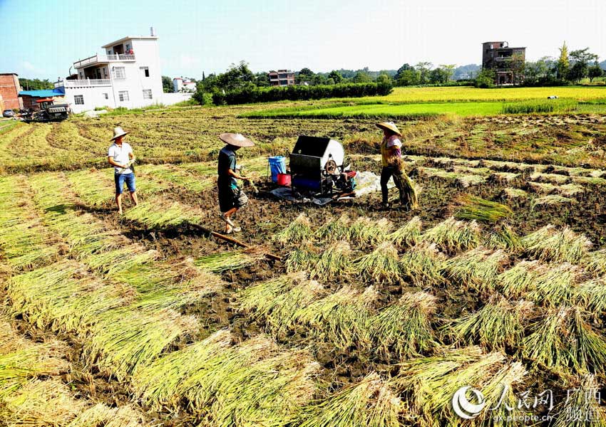 【高清组图】广西全州:大暑到 双抢忙 (2)