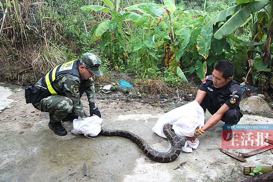 26斤的大蟒蛇闯民宅偷鸡 边防官兵将其"缉拿归案"-广西新闻网