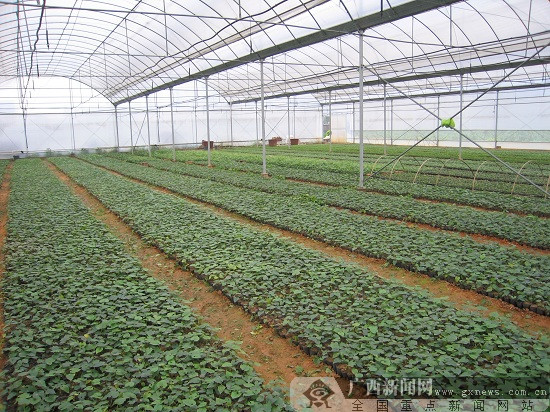 首个获生态原产地保护的罗汉果产品在广西诞生