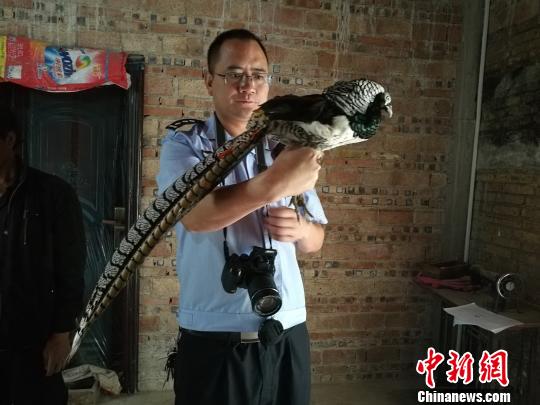 云南西畴男子非法猎捕濒危白腹锦鸡被查处