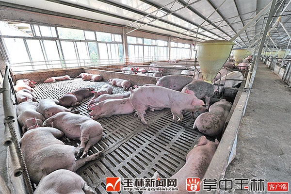 养猪企业采用高架床生态养猪以后,生猪的病害减少了,供应量大幅增加.