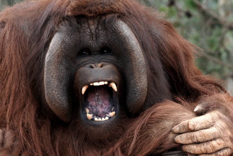 更有从西班牙引进的红毛猩猩"耶诺"入住,省内市民