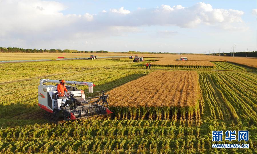 高清北大仓进入金色收获季10