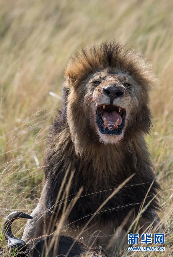 玩转全球之狂野非洲