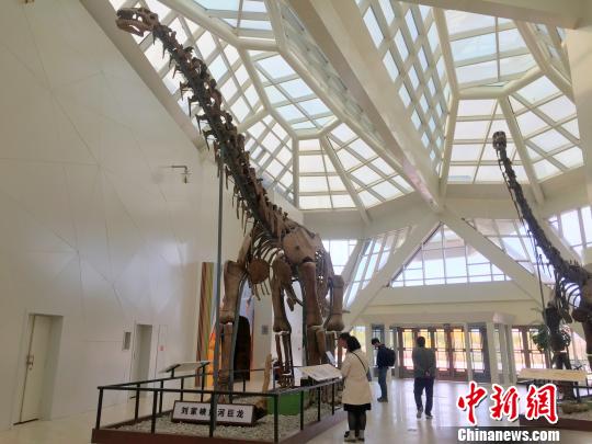 图为世界上已知"最胖"(臀部最宽)的蜥脚类恐龙——刘家峡黄河巨龙.