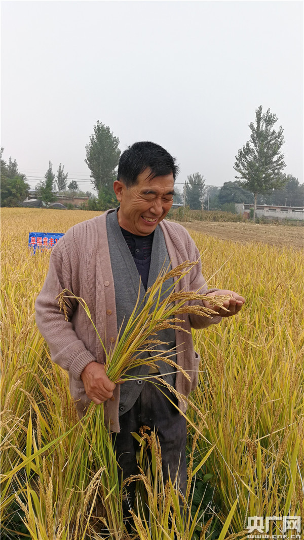 试验田负责人李守芹:黑土地和红土地,我们阜城县一共是65万亩,一半的