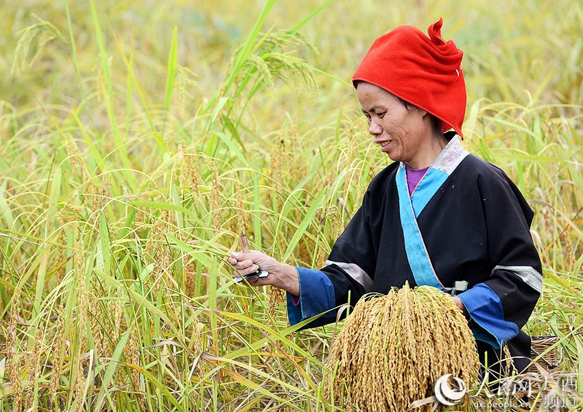 10月20日,一名妇女在三江侗族自治县良口乡南寨村剪禾把