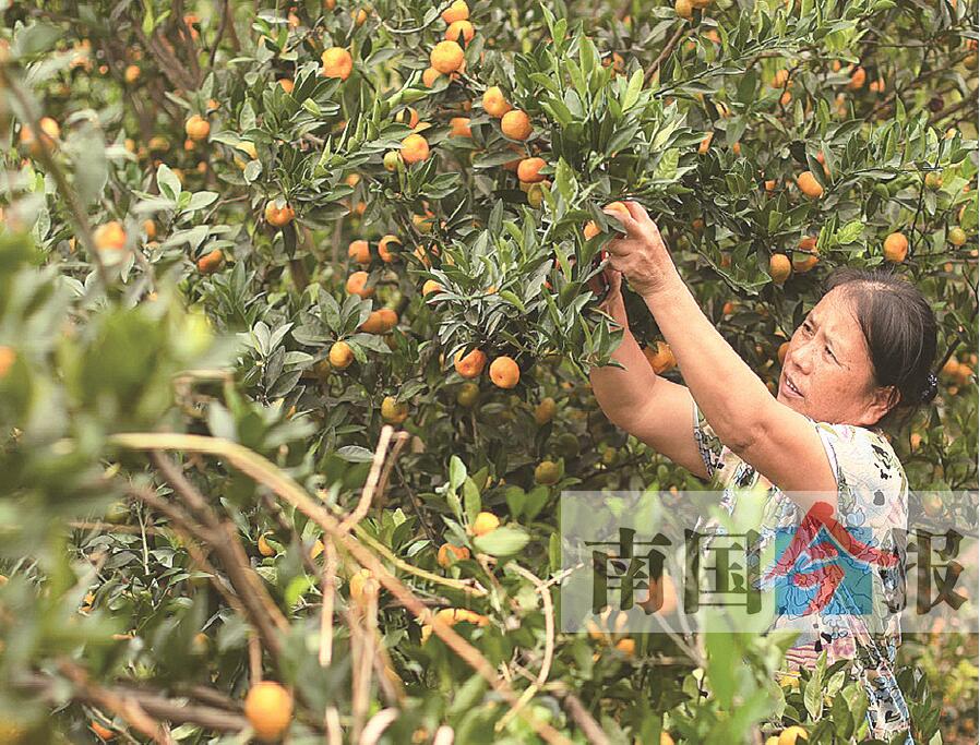 广西蜜桔产地行情趋势(广西蜜桔主产哪个地区)