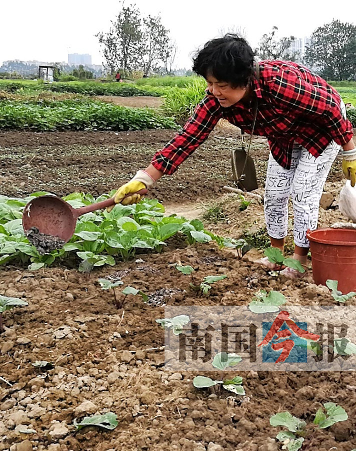 "半分地"菜农 城市居民租小块地种菜丰富生活