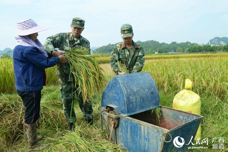 广西忻城:武警官兵助农抢收稻谷忙