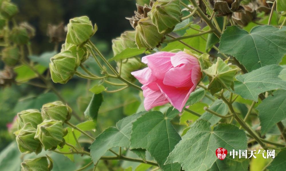 桂林平乐:稻谷金黄花儿俏 秋染青龙月亮山(组图)