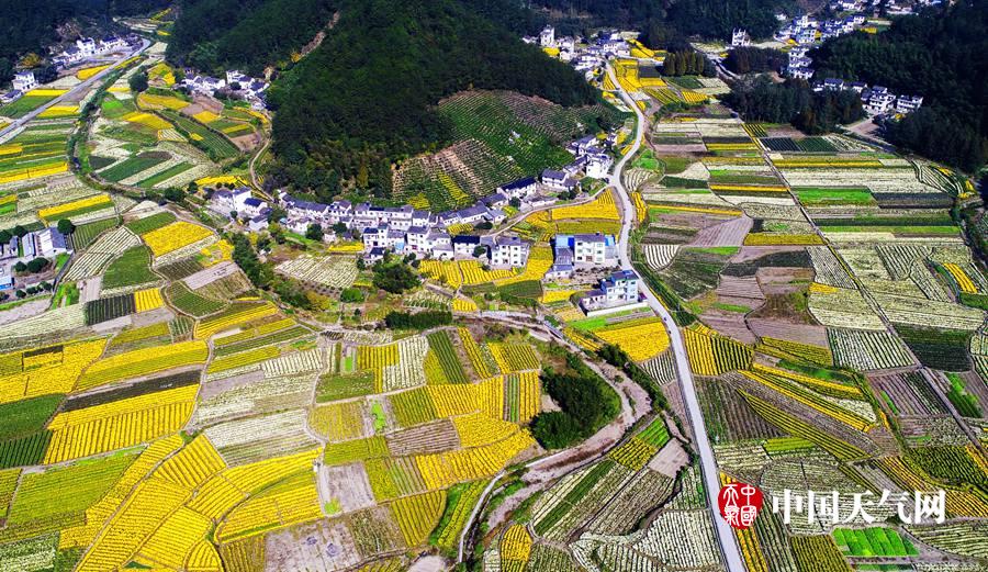 安徽南部歙县进入贡菊收获季节,空中鸟瞰,歙县溪头镇遍地菊色,满眼秋