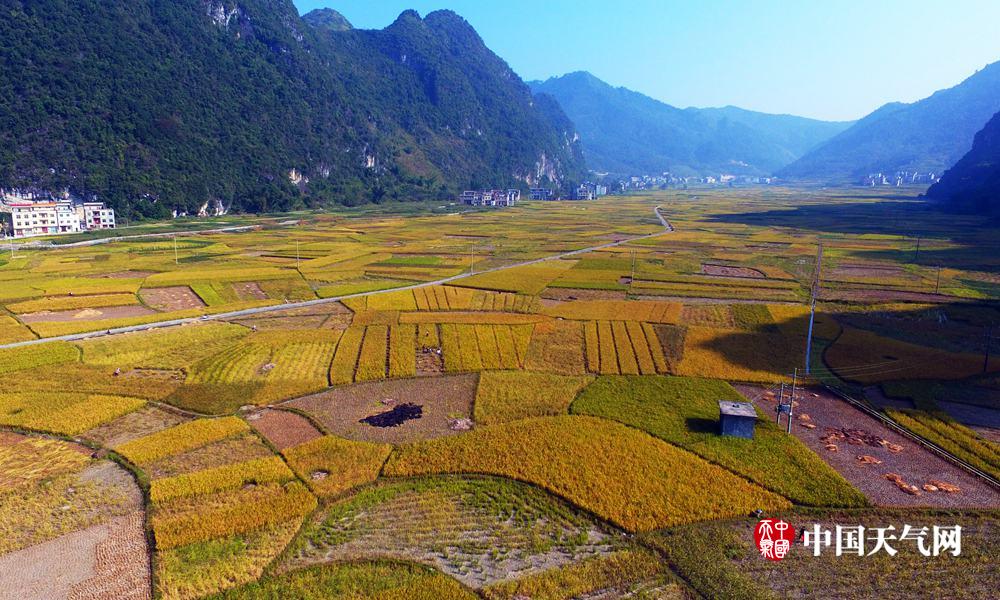 河池天气晴好 稻田收割忙(组图) (7)