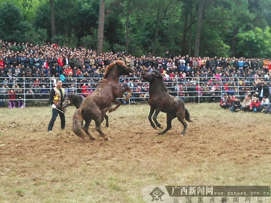 第17届中国·融水苗族芦笙斗马节 让世界认识融水